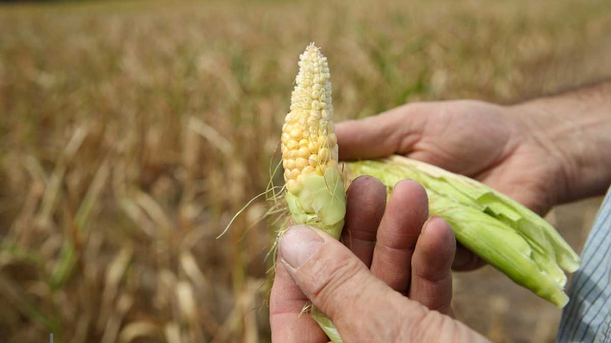 экспортировать в ЕС кукурузу
